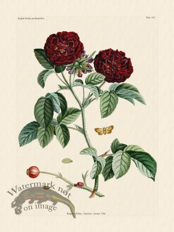 Wilkes Butterflies 117